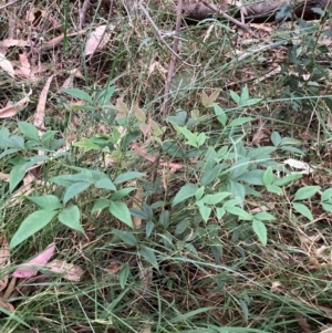 Nandina domestica at Mount Majura (MMS) - 4 Apr 2024 06:31 PM