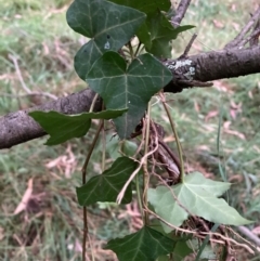 Hedera sp. (helix or hibernica) (Ivy) at Mount Majura (MMS) - 4 Apr 2024 by waltraud