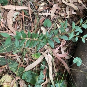 Ligustrum sinense at Mount Majura (MMS) - 4 Apr 2024 06:31 PM