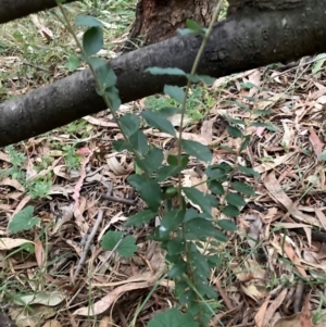 Ligustrum sinense at Mount Majura (MMS) - 4 Apr 2024 06:31 PM