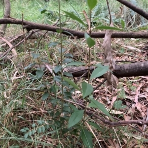 Ligustrum sinense at Mount Majura (MMS) - 4 Apr 2024 06:31 PM