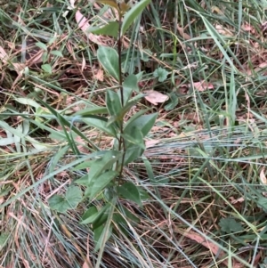 Ligustrum lucidum at Mount Majura (MMS) - 4 Apr 2024