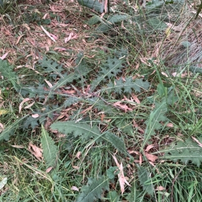 Cirsium vulgare (Spear Thistle) at Mount Majura - 4 Apr 2024 by waltraud