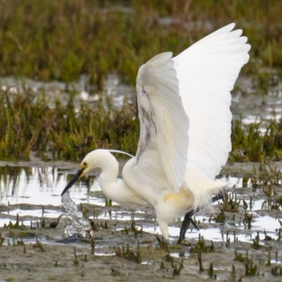 Egretta garzetta (Little Egret) at Breamlea, VIC - 28 Nov 2018 by Petesteamer