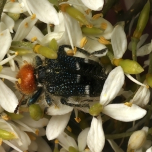 Zenithicola crassus at Mount Ainslie - 5 Jan 2024 12:16 PM