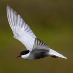 Chlidonias hybrida (Whiskered Tern) at Breamlea, VIC - 29 Nov 2018 by Petesteamer