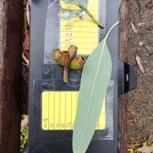 Eucalyptus albens at Kingston, ACT - 5 Apr 2024