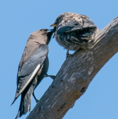 Artamus cyanopterus (Dusky Woodswallow) at Connewarre, VIC - 1 Dec 2018 by Petesteamer