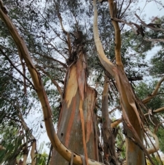 Eucalyptus ovata var. ovata (Black Gum) at Kingston, ACT - 4 Apr 2024 by Steve818