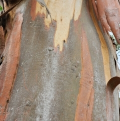 Eucalyptus ovata var. ovata at Telopea Park (TEL) - 5 Apr 2024