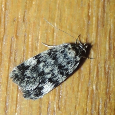 Barea zygophora (Concealer Moth) at Pollinator-friendly garden Conder - 22 Nov 2023 by MichaelBedingfield