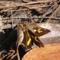 Unidentified Skipper (Hesperiidae) at Bundanoon, NSW - 3 Apr 2024 by Curiosity