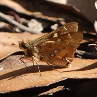 Unidentified Skipper (Hesperiidae) at Bundanoon, NSW - 3 Apr 2024 by Curiosity