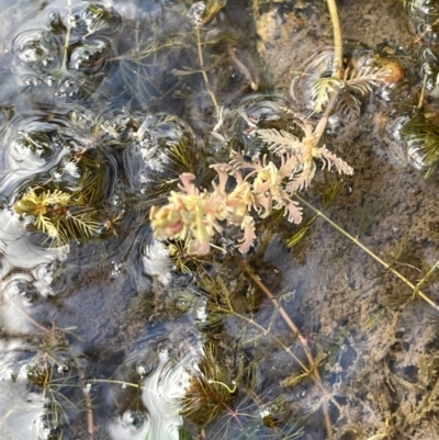 Myriophyllum verrucosum (Red Water-milfoil) at Booth, ACT - 4 Apr 2024 by JaneR