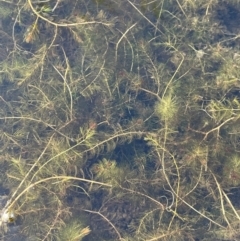 Myriophyllum verrucosum at Namadgi National Park - 4 Apr 2024 09:46 AM