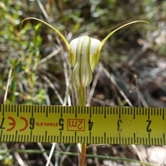 Diplodium reflexum at Mount Dowling Nature Reserve - suppressed