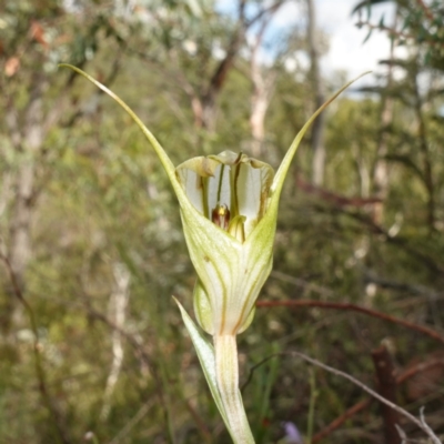 Diplodium reflexum (Dainty Greenhood) at Jerangle, NSW - 19 Feb 2024 by RobG1