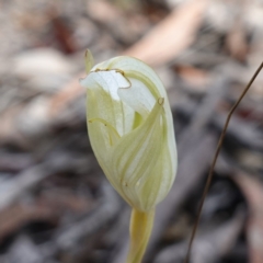 Diplodium reflexum at Jerangle, NSW - suppressed