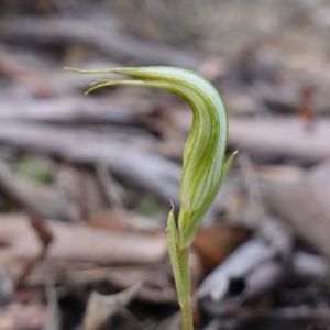 Diplodium reflexum at Jerangle, NSW - 19 Feb 2024