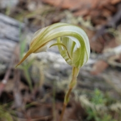 Diplodium reflexum at Jerangle, NSW - 19 Feb 2024