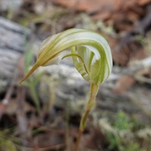 Diplodium reflexum at Jerangle, NSW - suppressed