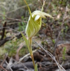 Diplodium reflexum at Jerangle, NSW - 19 Feb 2024