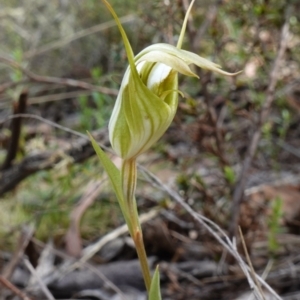 Diplodium reflexum at Jerangle, NSW - 19 Feb 2024