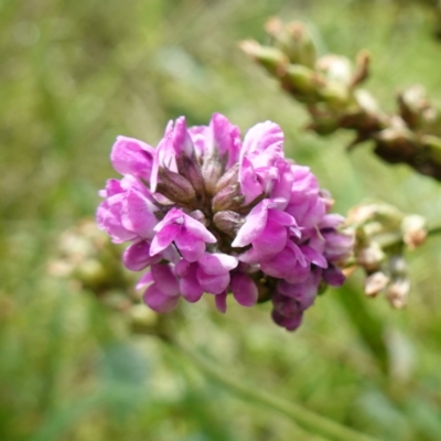 Cullen microcephalum (Dusky Scurf-pea) at Jerangle, NSW - 19 Feb 2024 by RobG1