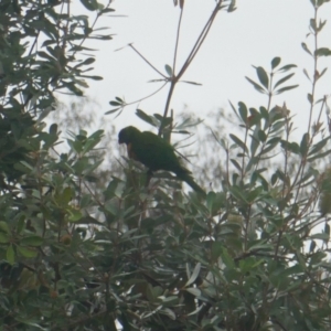 Trichoglossus moluccanus at Lyons, ACT - 4 Apr 2024