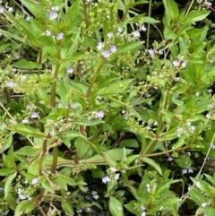 Veronica anagallis-aquatica (Blue Water Speedwell) at Mount Clear, ACT - 4 Apr 2024 by JaneR