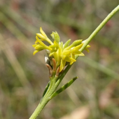 Pimelea curviflora var. sericea (Curved Riceflower) at Jerangle, NSW - 19 Feb 2024 by RobG1