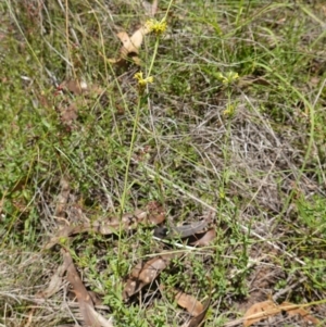 Pimelea curviflora var. sericea at Mount Dowling Nature Reserve - 19 Feb 2024