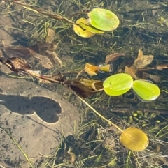 Potamogeton cheesemanii (Pondweed) at Namadgi National Park - 4 Apr 2024 by JaneR