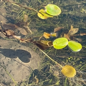 Potamogeton cheesemanii at Namadgi National Park - 4 Apr 2024 01:16 PM