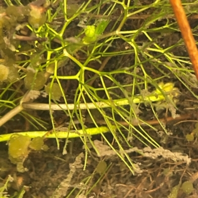 Ranunculus trichophyllus at Namadgi National Park - 4 Apr 2024 by JaneR