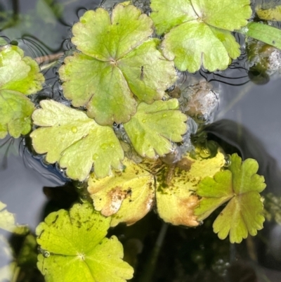 Hydrocotyle rivularis (A Pennywort) at Mount Clear, ACT - 4 Apr 2024 by JaneR