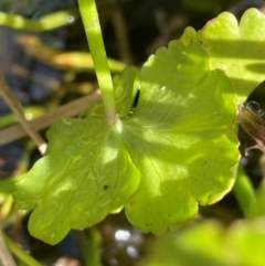 Hydrocotyle rivularis at Namadgi National Park - 4 Apr 2024 03:26 PM