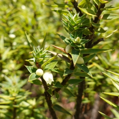 Melichrus urceolatus (Urn Heath) at Mount Dowling Nature Reserve - 19 Feb 2024 by RobG1