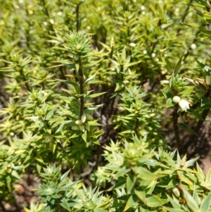 Melichrus urceolatus at Mount Dowling Nature Reserve - 19 Feb 2024