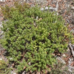 Melichrus urceolatus at Mount Dowling Nature Reserve - 19 Feb 2024 01:15 PM