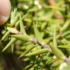 Melichrus urceolatus at Mount Dowling Nature Reserve - 19 Feb 2024