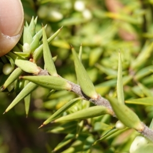 Melichrus urceolatus at Mount Dowling Nature Reserve - 19 Feb 2024