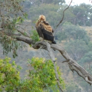 Aquila audax at Symonston, ACT - 5 Apr 2024