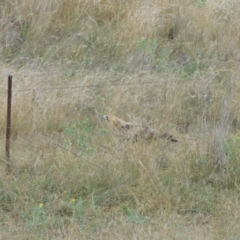 Aquila audax at Symonston, ACT - 5 Apr 2024