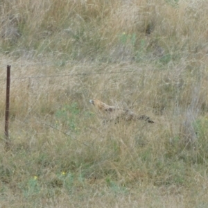 Aquila audax at Symonston, ACT - 5 Apr 2024