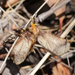 Doratifera oxleyi at Mount Dowling Nature Reserve - 19 Feb 2024