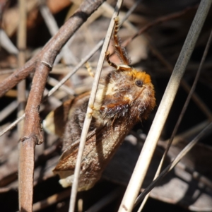 Doratifera oxleyi at Mount Dowling Nature Reserve - 19 Feb 2024