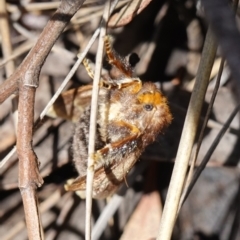 Doratifera oxleyi at Mount Dowling Nature Reserve - 19 Feb 2024