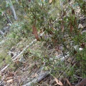 Acacia siculiformis at Jerangle, NSW - 19 Feb 2024