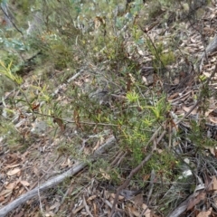Acacia siculiformis at Jerangle, NSW - 19 Feb 2024